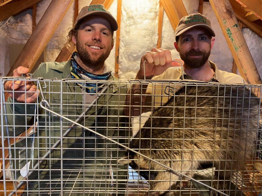 Raleigh raccoon trapping